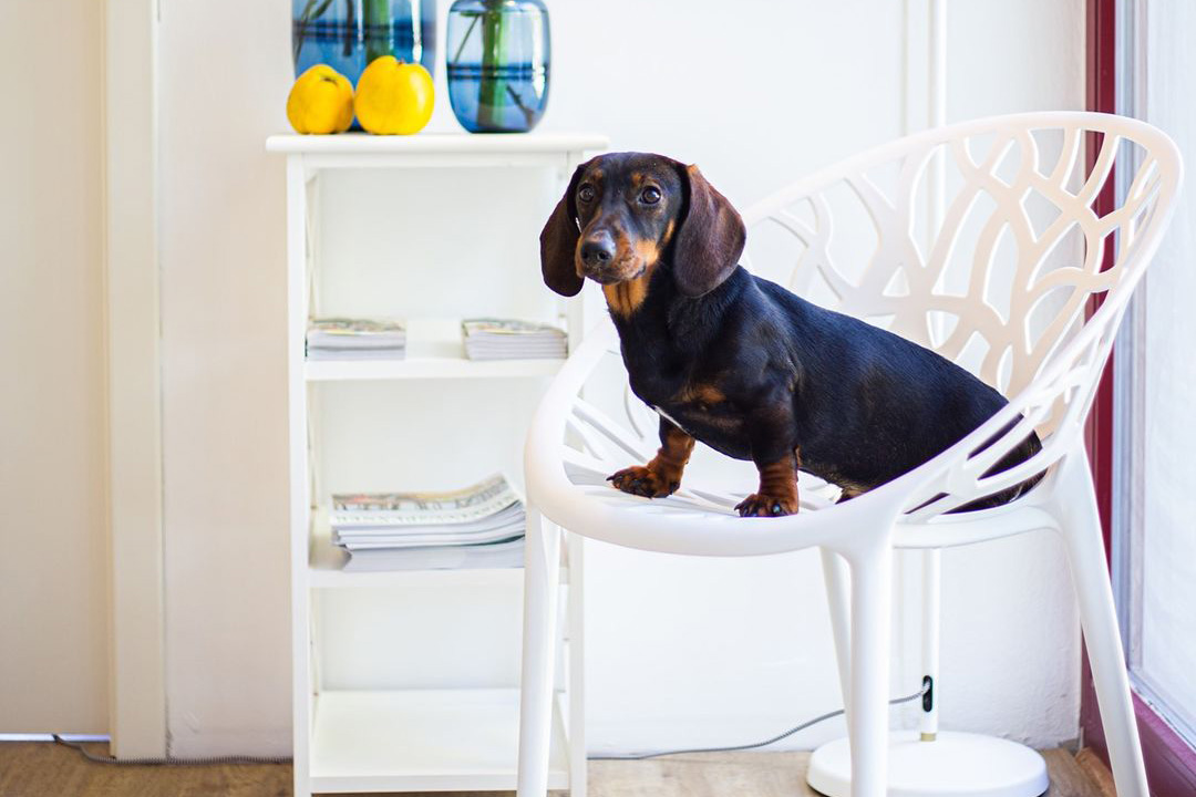 Wiener Hund sitzt auf einem Stuhl im hoftieraerzte büro