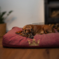 Hund auf dem Hygge Hundebett